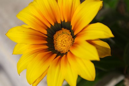 Yellow flower bathed by sunlight in a garden in Spainの写真素材