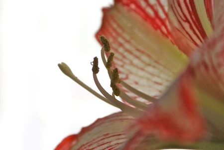 Red flower against white background denotes vivid colours and the bloom of Springの写真素材