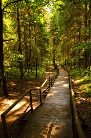 The Forest Walkの写真素材