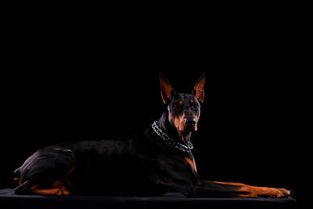 Portrait of a young doberman isolated on black background. Close up side view.の写真素材
