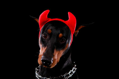 Studio shot of a Doberman dog with red horns on its head. Close up.の写真素材