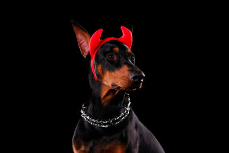 Handsome young doberman portrait with red horns on his head against a black wall background. Close up.の写真素材