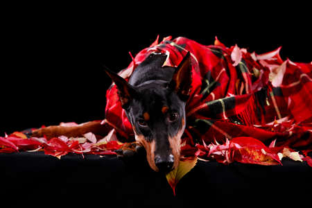 Doberman pinscher of dark brown color, wrapped in a red checkered blanket, lies among the fallen leaves. Close up horizontal shot of the animal.の写真素材