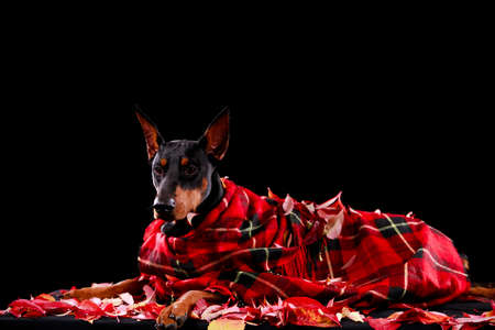 Doberman pinscher of dark brown color, wrapped in a red checkered blanket, lies among the fallen leaves. Close up horizontal shot of the animal.の写真素材