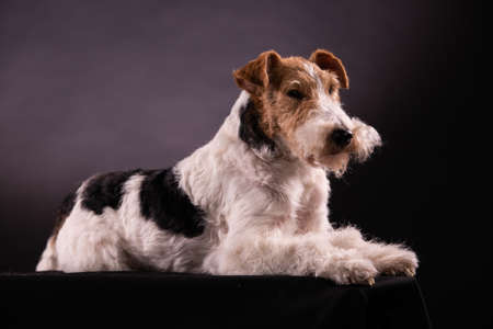 Portrait of a Wirehaired Fox Terrier lying isolated on a black background. Close up side view.の写真素材