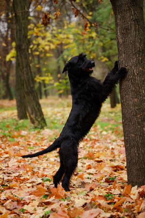 Black Riesenschnauzer poses standing on its hind legs, and with its front legs leaning on a tree trunk in the autumn forest. Concept pet care, playing and training. Close up.の写真素材