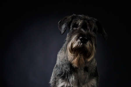 Portrait of a schnauzer in the studio on a black gradient background.