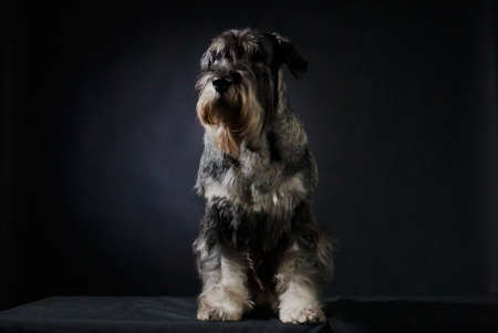 Mittelschnauzer sits in full growth in the studio on a black gradient background. The dog stuck out its tongue and looks in front of it. Front view. Close up.の写真素材