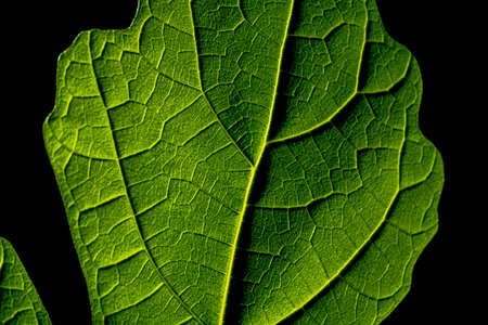 Green leaf on black background. Leaves, natural foliage plant on wallpaper. Frames of leaf texture and pattern. Textured surface of a green leaf with veins. Footage of fresh green plants close up.の写真素材