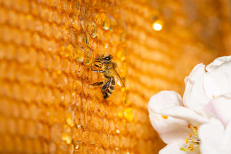 The bee is eating honey sitting on honeycomb frame near white blooming apple flower. The golden cells are filled with sweet organic honey. Bee farm with honey insects. Close up of a honeybee.の写真素材