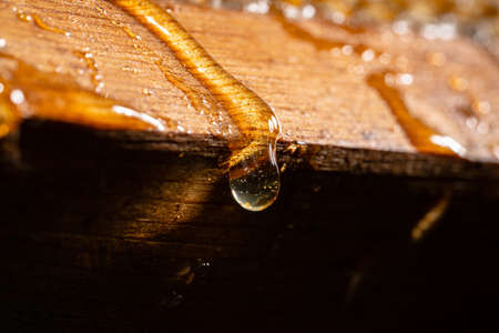 Drops of thick golden honey flowing over wooden frame of honeycombs. Honey pouring and dripping from...