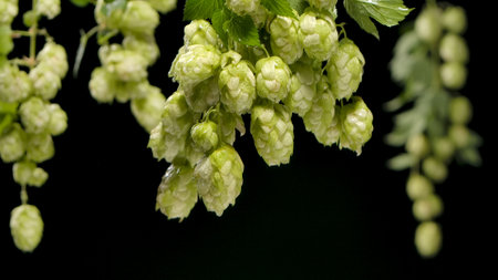 Branches of fresh green hop cones are wet from raindrops on a black isolated background. Macro shot...