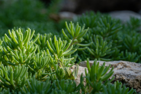 Leaves of perennial creeping sedum succulent on a sunny summer day. Macro shot of evergreen plant twigs and stones in rays of light outdoors. Decorative plant in the garden. Landscaping. Plant growingの写真素材