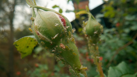 A colony of green aphids on an unopened rose bud. Macro shot. Diseases and problems of roses. Rose pests.の写真素材