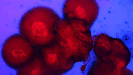 Blue colored water surface with red ink droplets mixing together, abstract wallpaper background.
