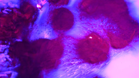 Neon purple colored water with ink droplets mixing in creating beautiful texture, abstract...