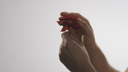 Young man hand with flower shot, candid intimacy feeling, man holding tender red rose and ripping the petals. Love and passion concept.の写真素材