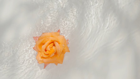 Top view of a floating yellow rose in clear water, blown by the wind on a white background.の写真素材
