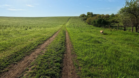 Person walking in the meadow, looking at green grass, clear blue skies and sun, spring summer season, dog running in front of man.の写真素材