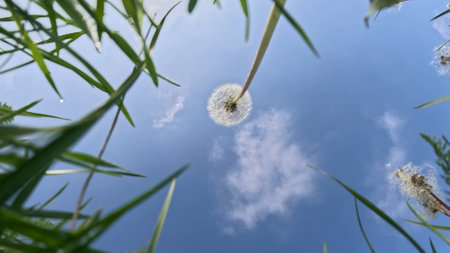 Person walking in the nature, close up shot of dandelions blowing by the wind against blue skies, summer season time, sunny day beautiful nature scenery.の写真素材