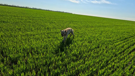 Person walking in the meadow, looking at green grass, clear blue skies and sun, spring summer season, dog running in front of man.の写真素材