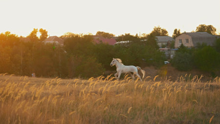 Slow motion footage of white running horse.の写真素材