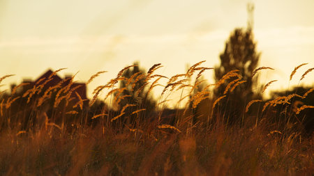 Golden field of grass with spikelets at sunsetの写真素材