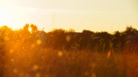 Golden field of grass with spikelets at sunsetの写真素材