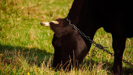 Black cow grazing in a rural fieldの写真素材