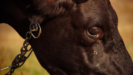 Close-up of a cows eye and chain in a pastureの写真素材