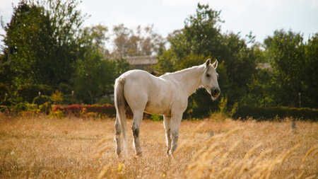 White Horse Grazing in a Countryside Field