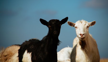 Black and White Goats Staring into the Cameraの写真素材