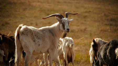 A herd of goats grazing in a dry field.の写真素材