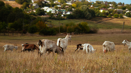 A herd of goats grazing in a dry field.の写真素材