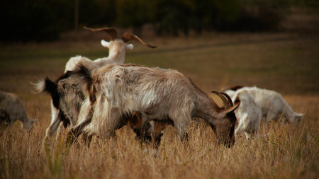 A herd of goats grazing in a dry field.の写真素材