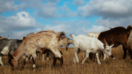 Herd of Goats Grazing in a Field Under a Blue Skyの写真素材