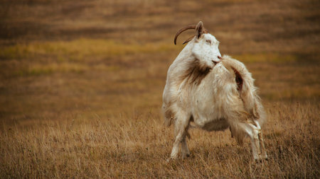 A herd of goats grazing in a dry field.の写真素材