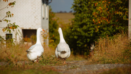 White Geese Walking in a Rural Landscapeの写真素材