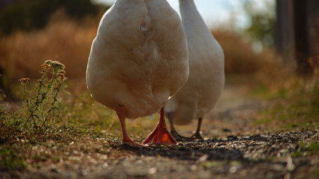 White Geese Walking in a Rural Landscapeの写真素材