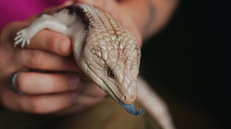Blue-Tongued Skink in Human Hands