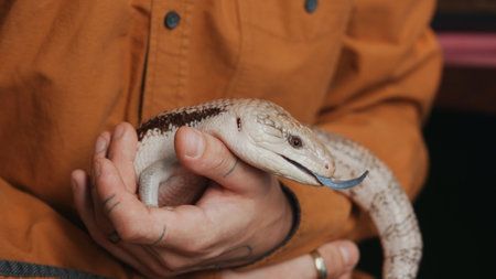 Blue-Tongued Skink in Human Hands