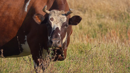 Cow grazing in a rural fieldの写真素材