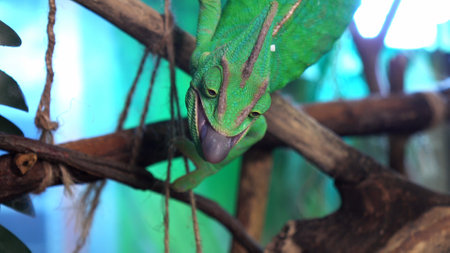 Chameleon with tongue out on a branchの写真素材