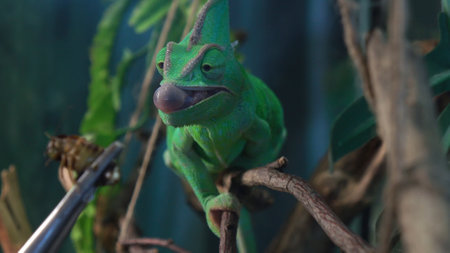 Chameleon preparing to catch an insect with its tongue