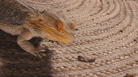 Bearded Dragon Agave Observing a Worm on Woven Surfaceの写真素材
