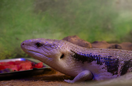 Blue tongued Skink Resting on a Terrariumの写真素材