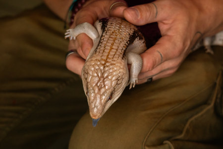 A Blue tongued skink rests on a human's legsの写真素材