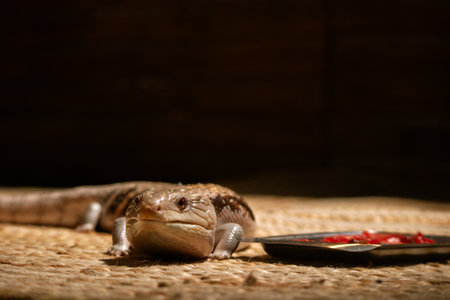 Blue tongued Skink Near Food in a Terrarium
