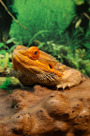 Lizard staring directly at the camera on a branchの写真素材