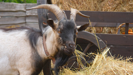 Adorable Goat Eating Hay Near Wooden Cartの写真素材